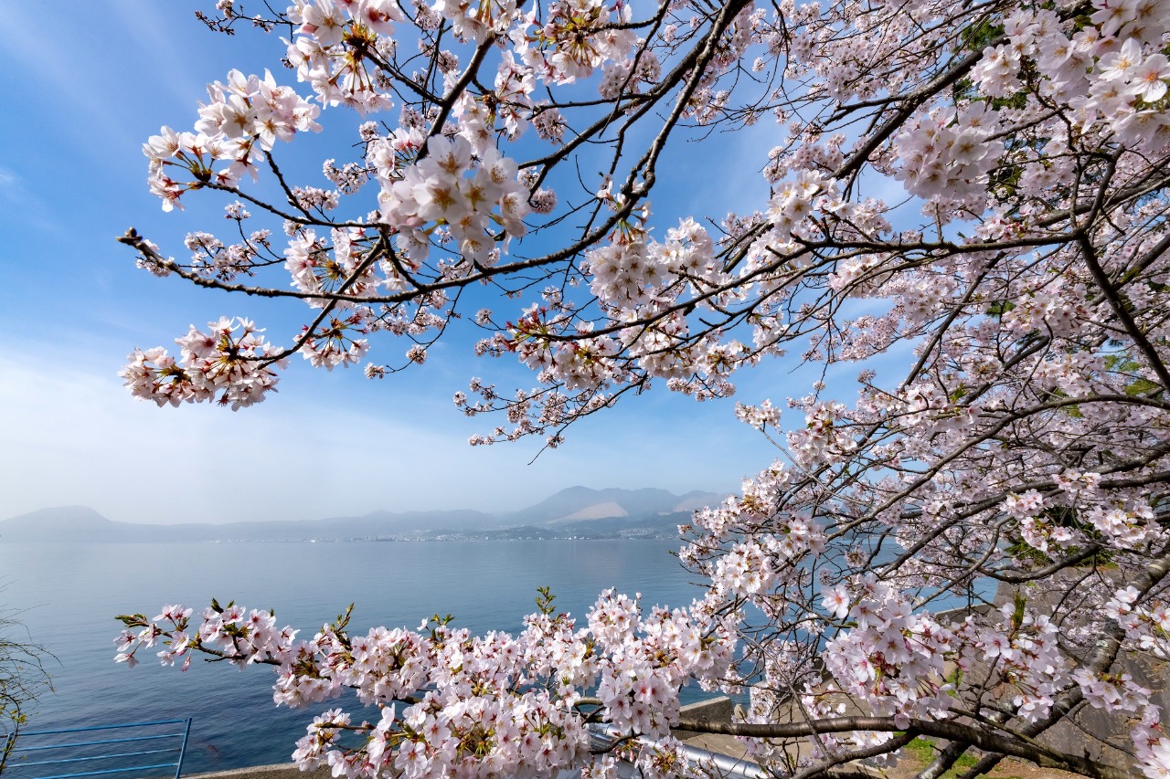 別府湾 お花見クルーズ 新しいおおいた旅割対象 大分県在住者のみ対象 体験 豊の国千年ロマン観光圏